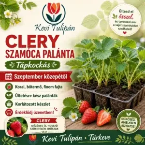 Clery szamóca tápkockás